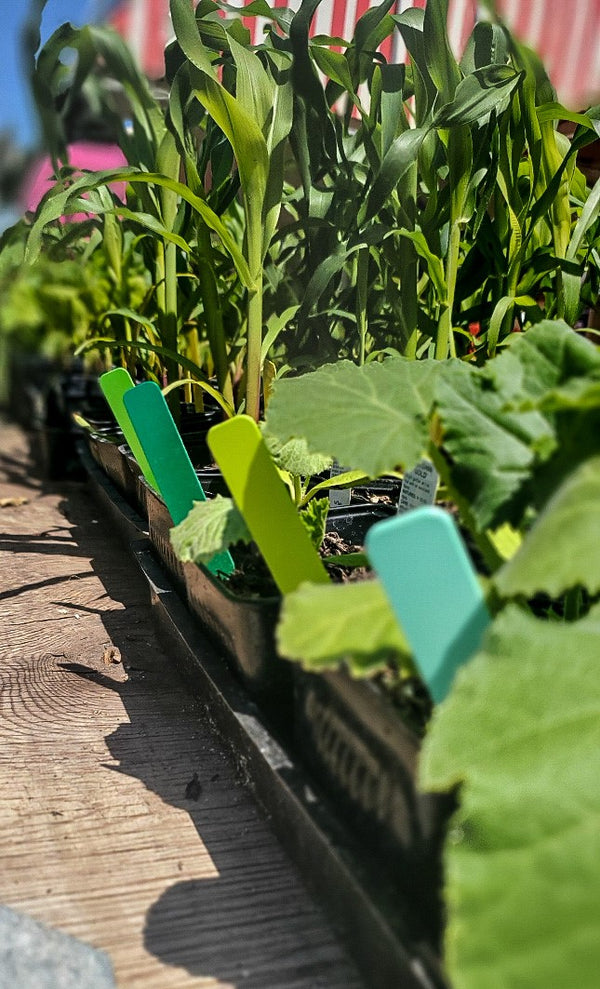 5" x 5/8" Green Premium Pot Stakes